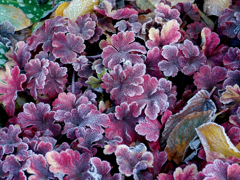 Heucherella Buttered Rum