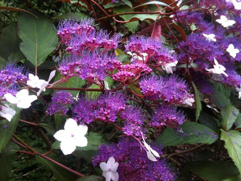 Hydrangea Rosemary Foster