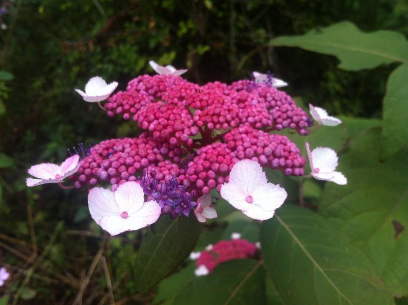 Hydrangea Rosemary Foster