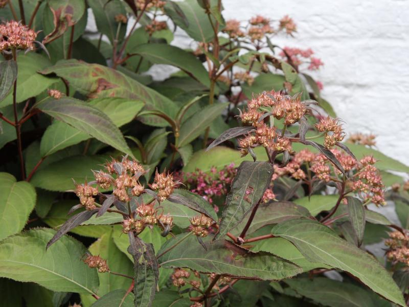 Hydrangea Rosemary Foster