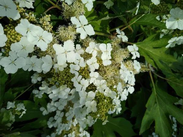 Hydrangea Ice Crystal®