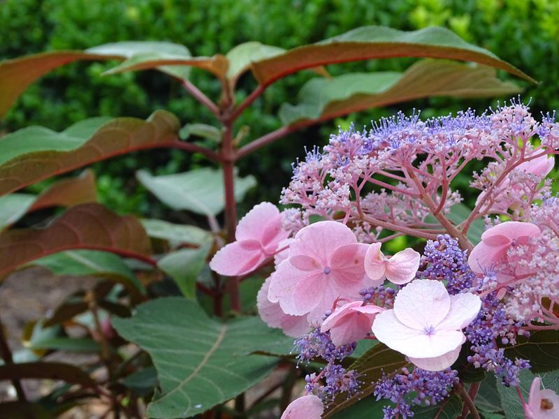 Hydrangea Hot Chocolate®