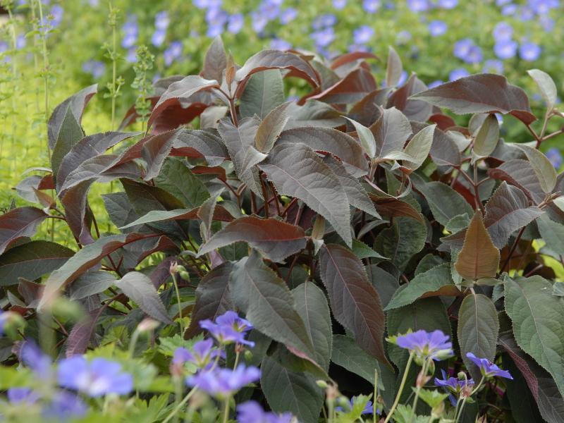 Hydrangea Hot Chocolate®