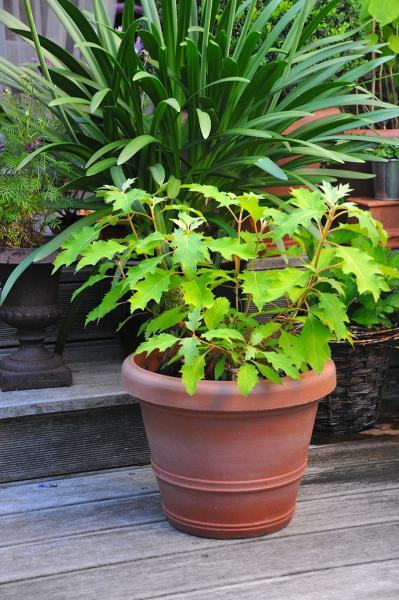 Hydrangea Ice Crystal®