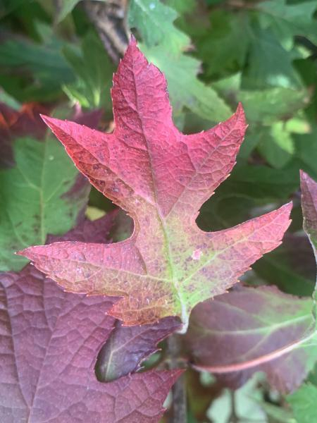 Hydrangea Ice Crystal®