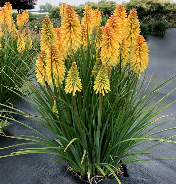 Kniphofia POCO™ Butter Brickle