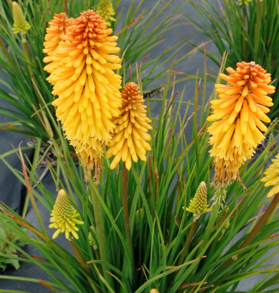 Kniphofia POCO™ Butter Brickle