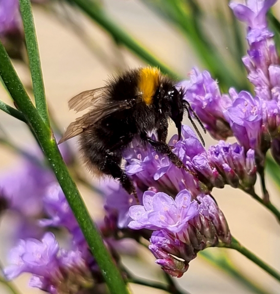 Limonium Dazzle Rocks