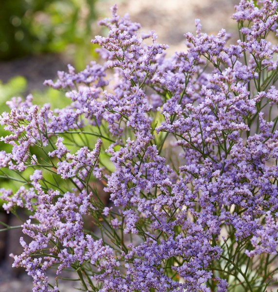Limonium Dazzle Rocks