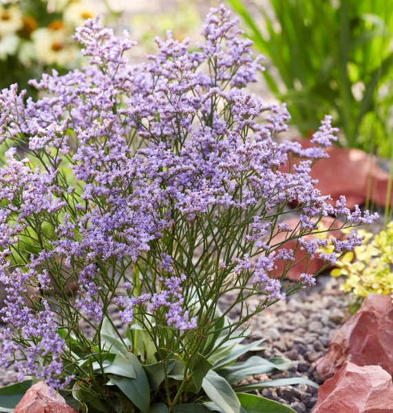 Limonium Dazzle Rocks