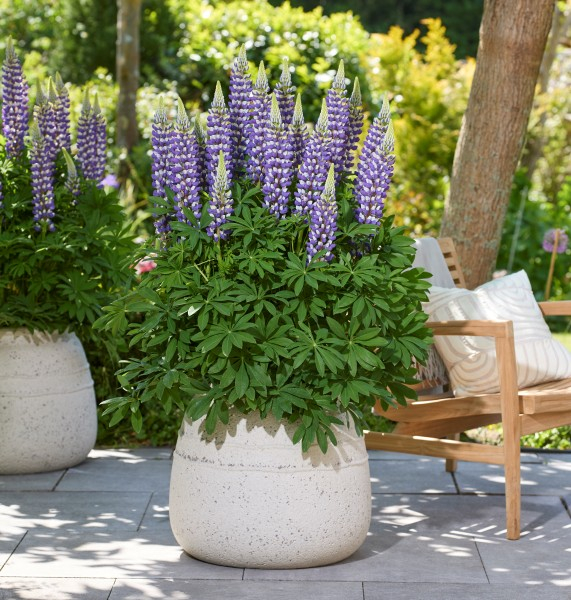 Lupinus LUPINOVA® Cierra
