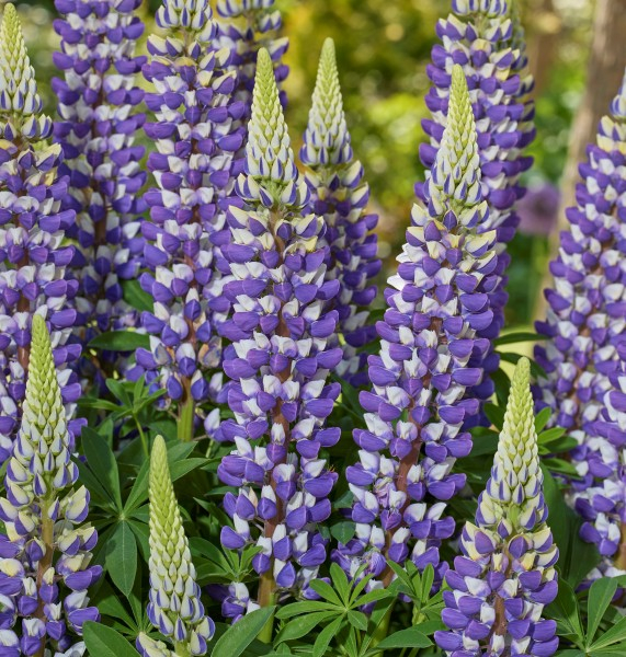 Lupinus LUPINOVA® Cierra