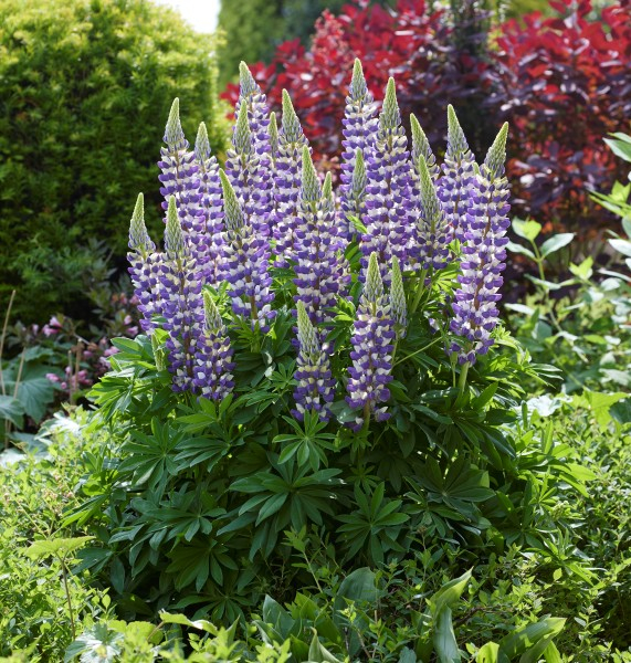 Lupinus LUPINOVA® Cierra