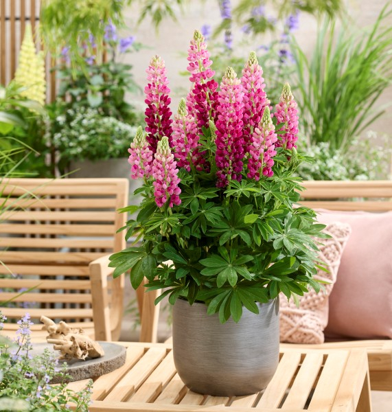 Lupinus LUPINOVA® Cutie