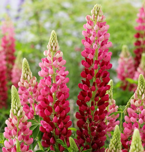 Lupinus LUPINOVA® Cutie