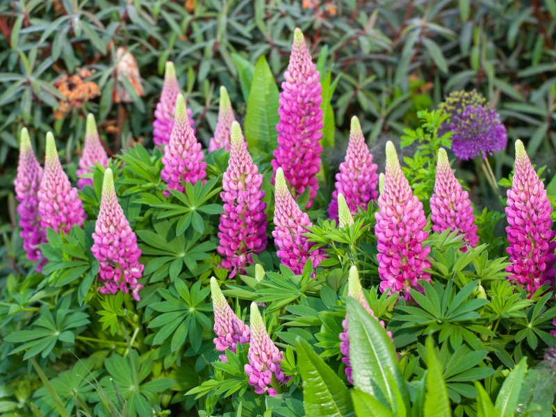 Lupinus LUPINOVA® Cutie