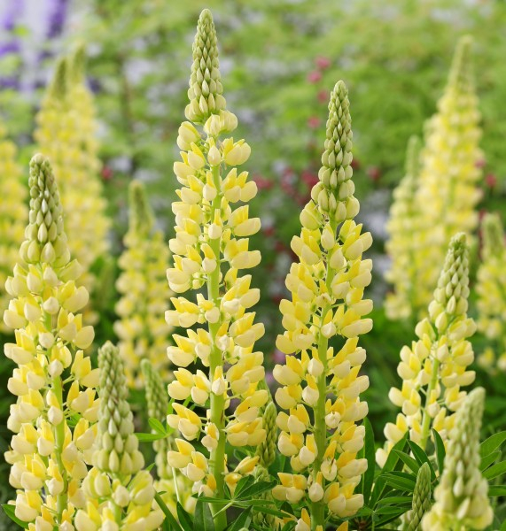 Lupinus LUPINOVA® Lenora