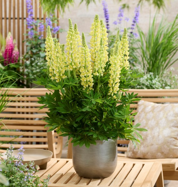 Lupinus LUPINOVA® Lenora