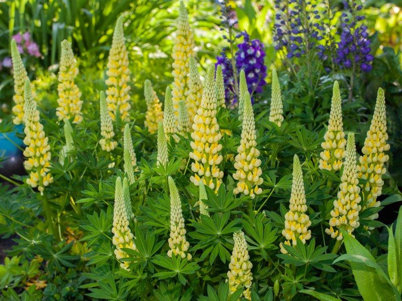 Lupinus LUPINOVA® Lenora