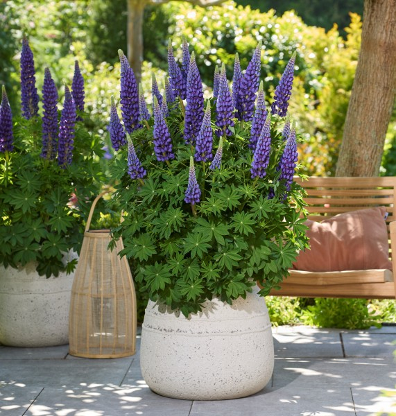 Lupinus LUPINOVA® Lyanna