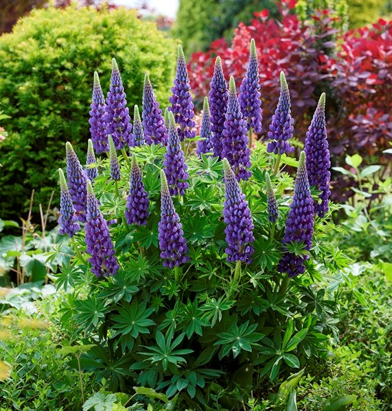 Lupinus LUPINOVA® Lyanna