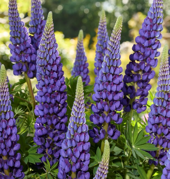 Lupinus LUPINOVA® Lyanna