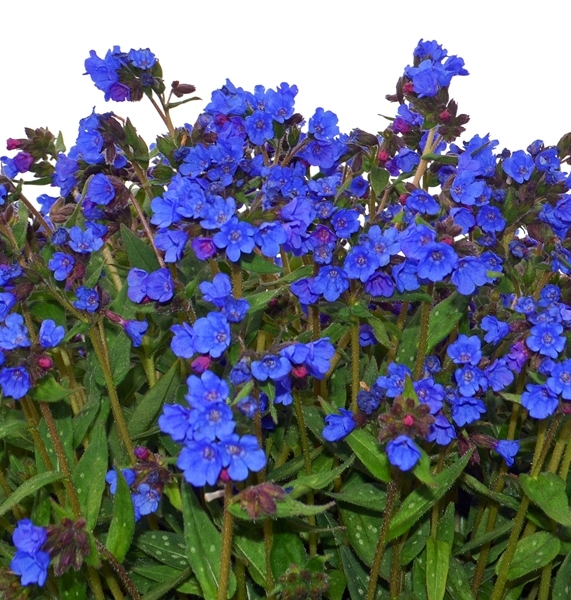 Pulmonaria NOVA® Cobalt