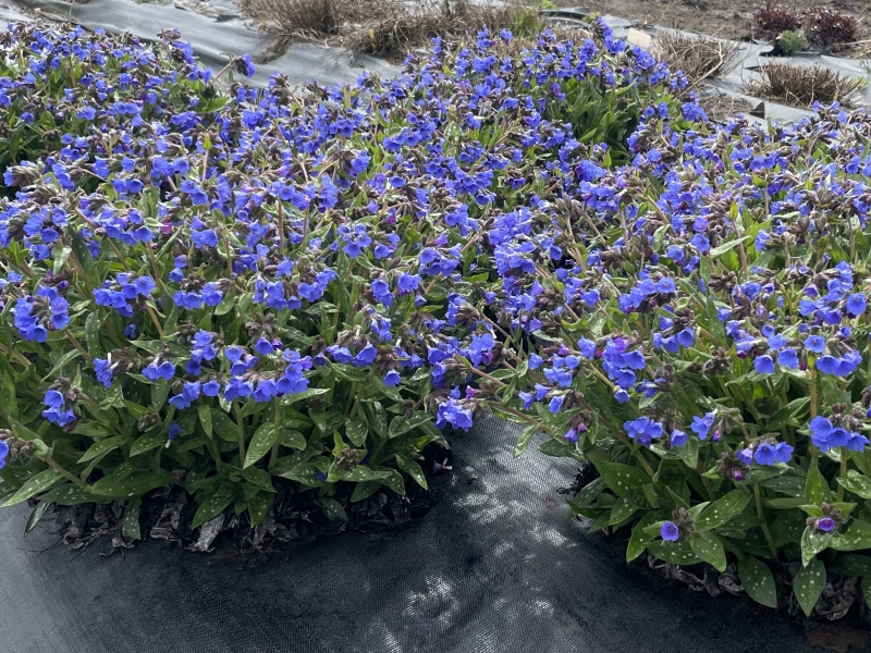 Pulmonaria NOVA® Cobalt