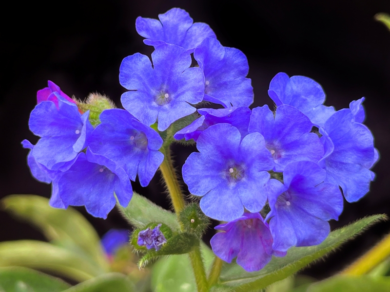 Pulmonaria NOVA® Cobalt