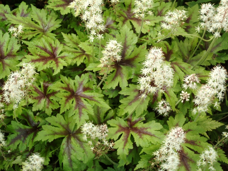 Tiarella Sugar and Spice