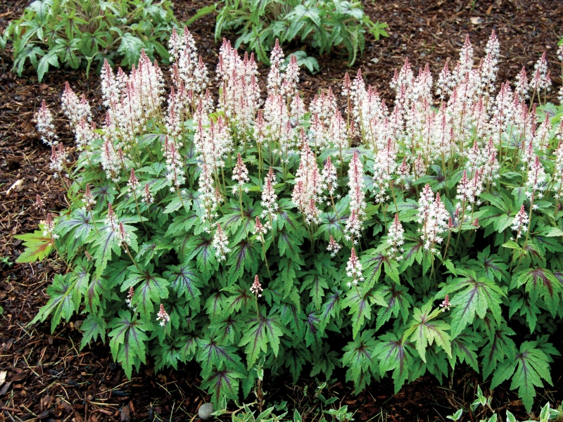 Tiarella Sugar and Spice