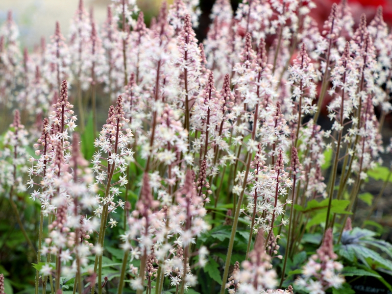 Tiarella Sugar and Spice