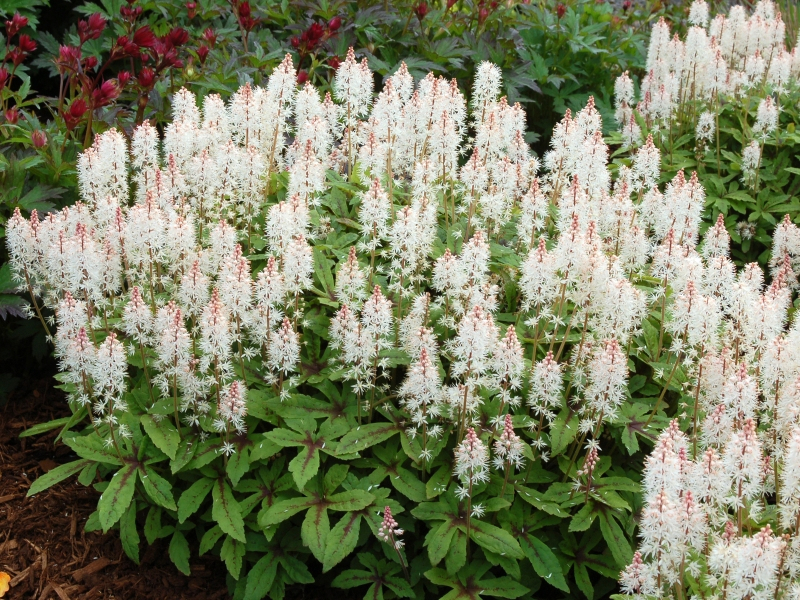 Tiarella Spring Symphony