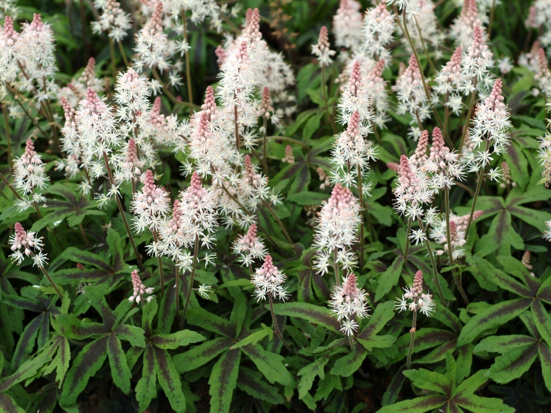 Tiarella Spring Symphony