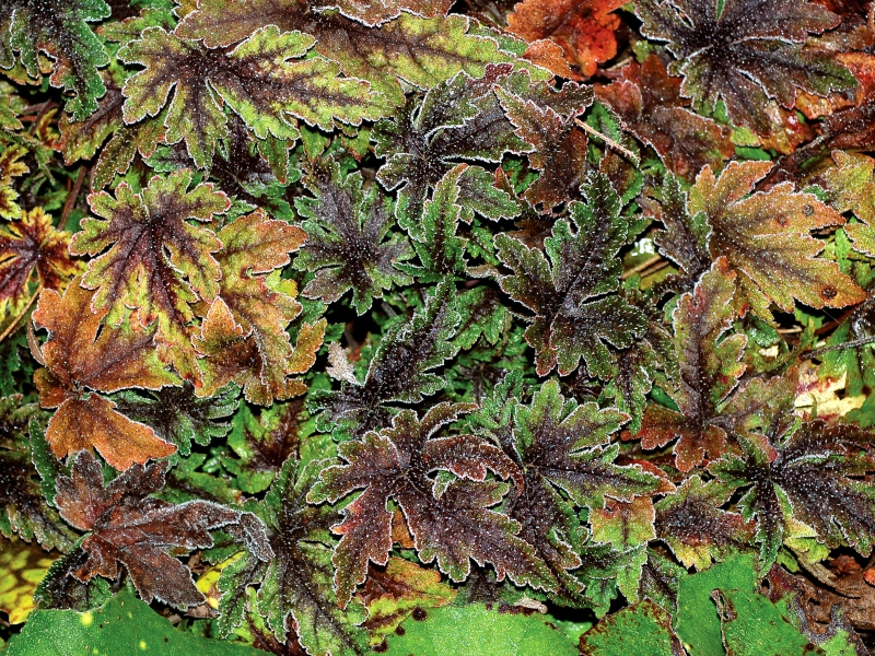 Tiarella Spring Symphony