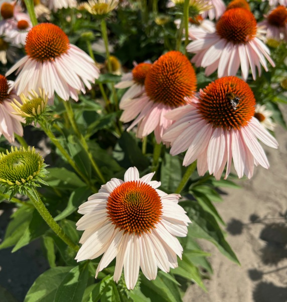 Echinacea Garden Salmon®
