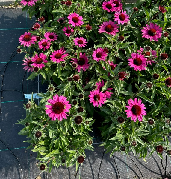 Echinacea Meditation Chuncky Purple®