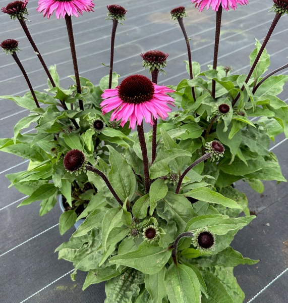Echinacea Garden Purple®