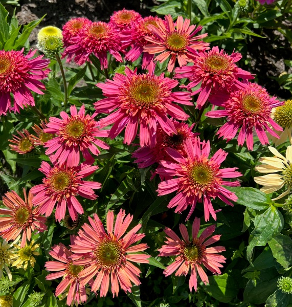 Echinacea Delicious Strawberry®