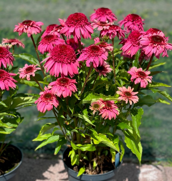 Echinacea Delicious Strawberry®