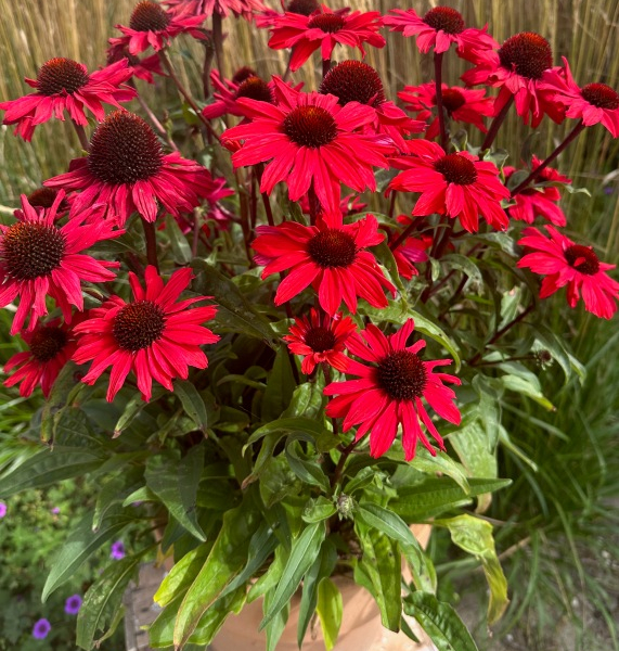 Echinacea Sensation Red®