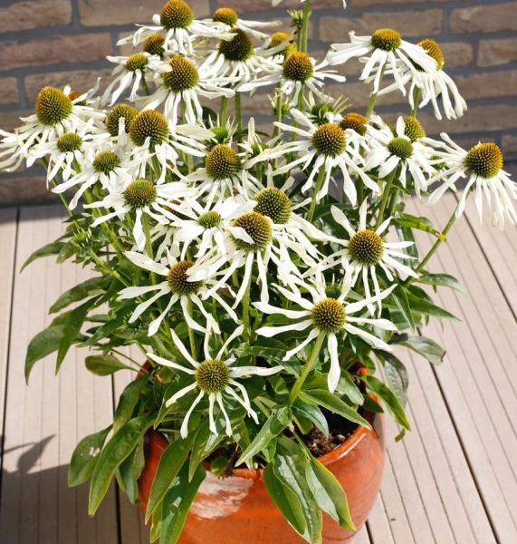 Echinacea Garden White Octopus®