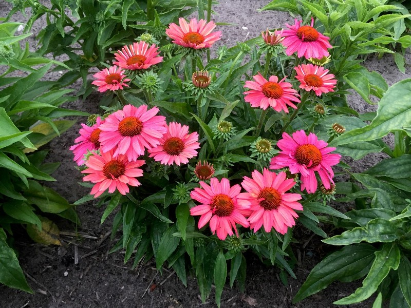 Echinacea Meditation Cherry®