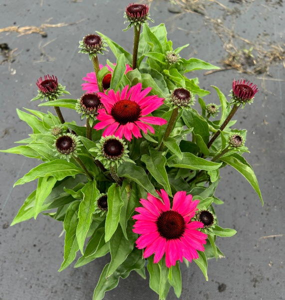 Echinacea Meditation Purple®