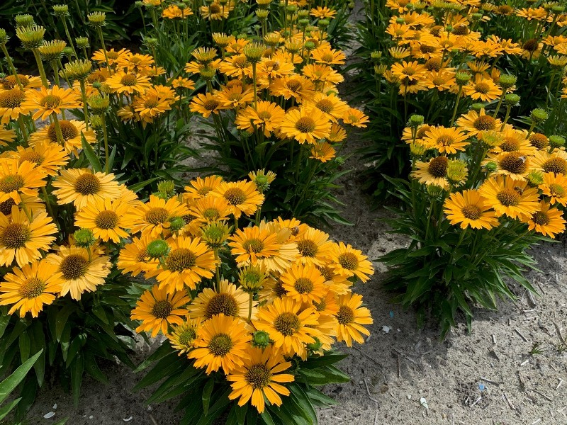 Echinacea PickUp™ Yellow