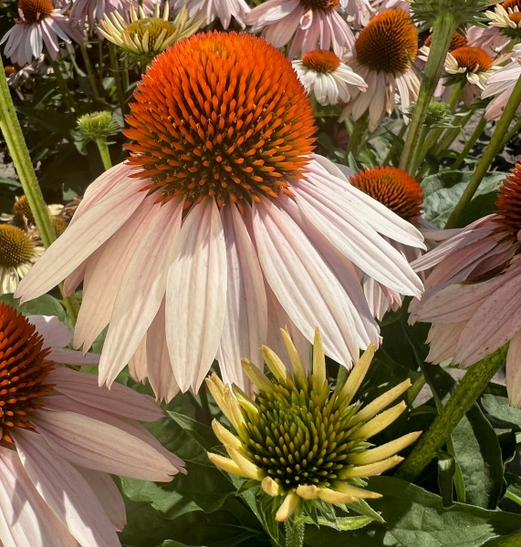 Echinacea Garden Salmon®