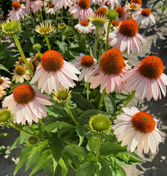 Echinacea Garden Salmon®