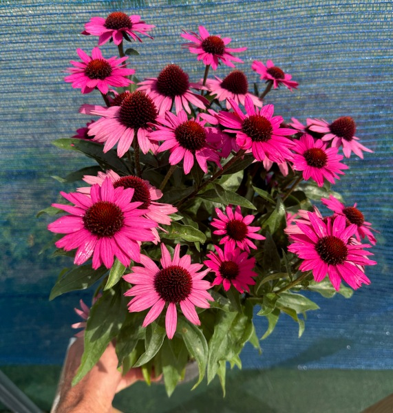 Echinacea Meditation Chunky Purple®