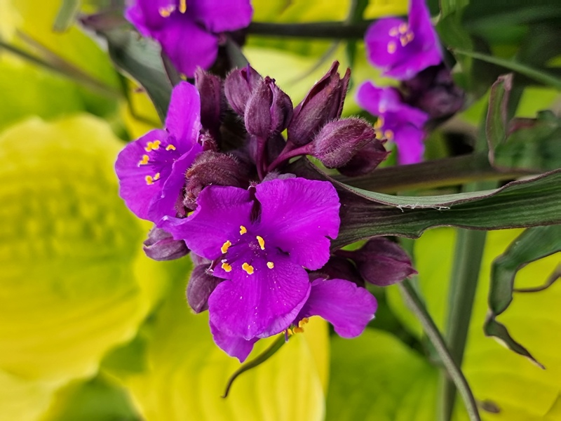 Tradescantia Brainstorm