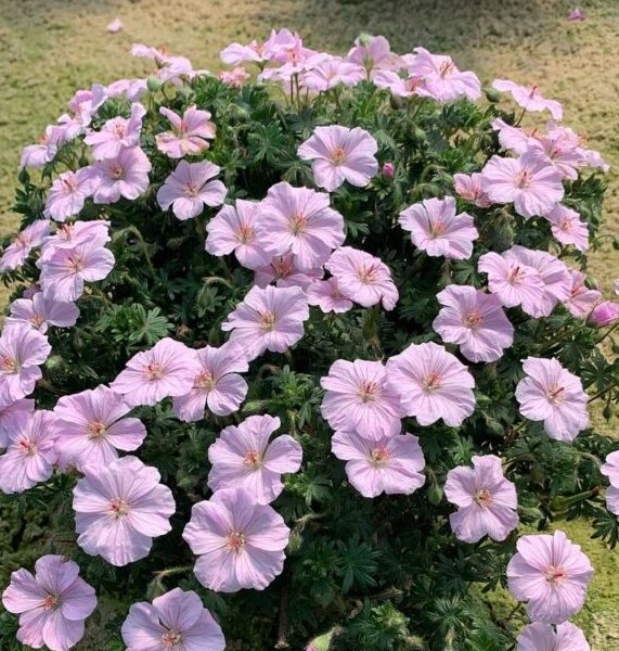 Geranium FRIVOLIUS™ Pink®